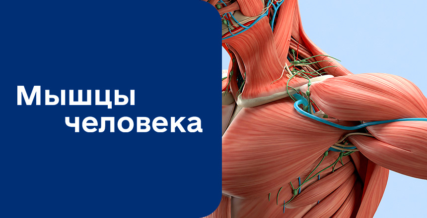 Фото - Мышцы человека
