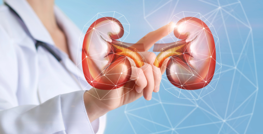 Фото - Нирки людини