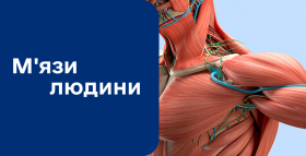 Картинка - М'язи людини