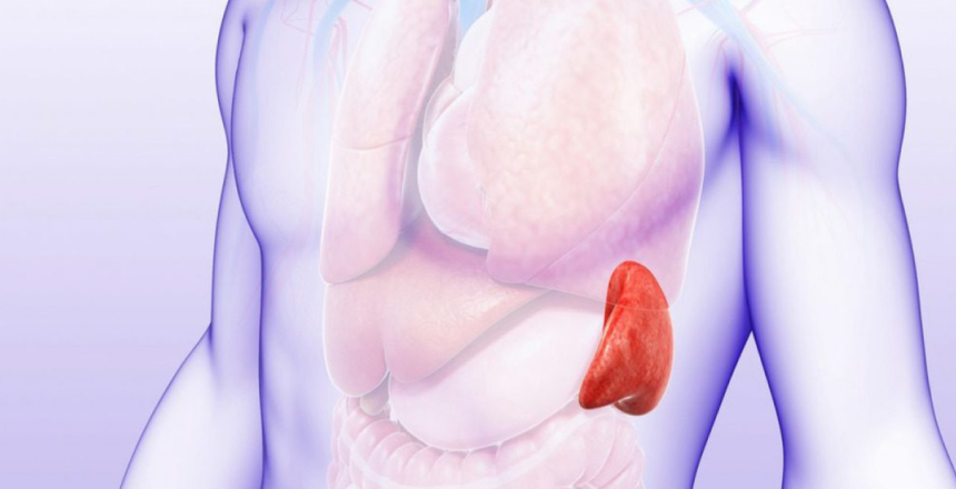 Фото - Селезенка человека