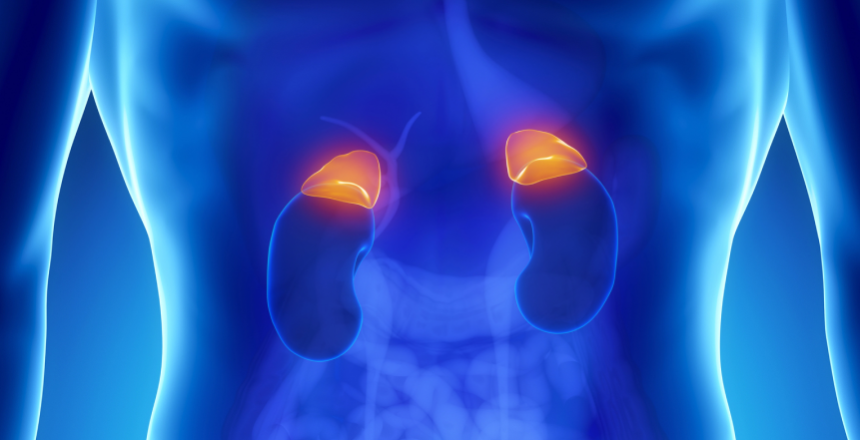 Фото - Надниркові залози: важливе про гормони та здоров’я