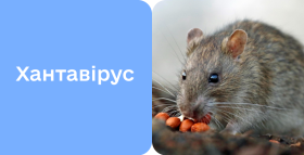 Картинка - Хантавірусна інфекція: симптоми, діагностика та лікування