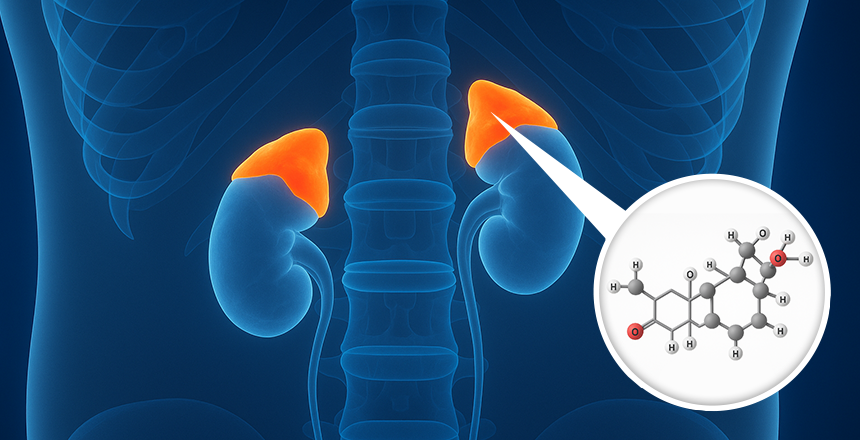 Фото - Кортизол