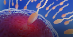 Картинка - Как повысить качество спермы и мужскую фертильность?