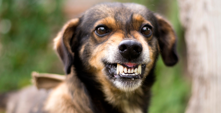 Фото - Сказ у людини