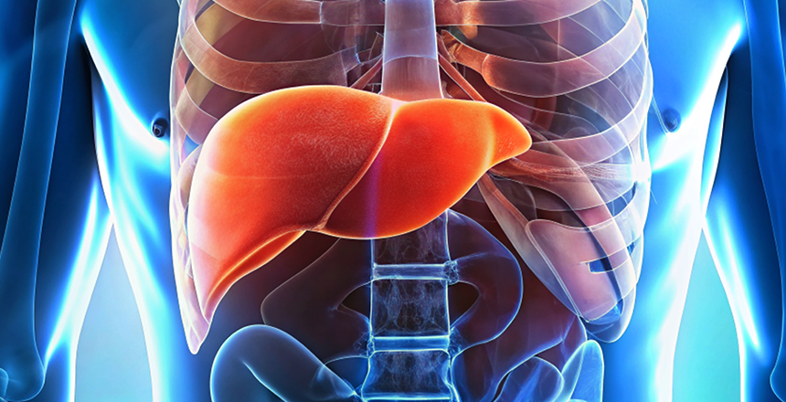 Где находится печень человека?