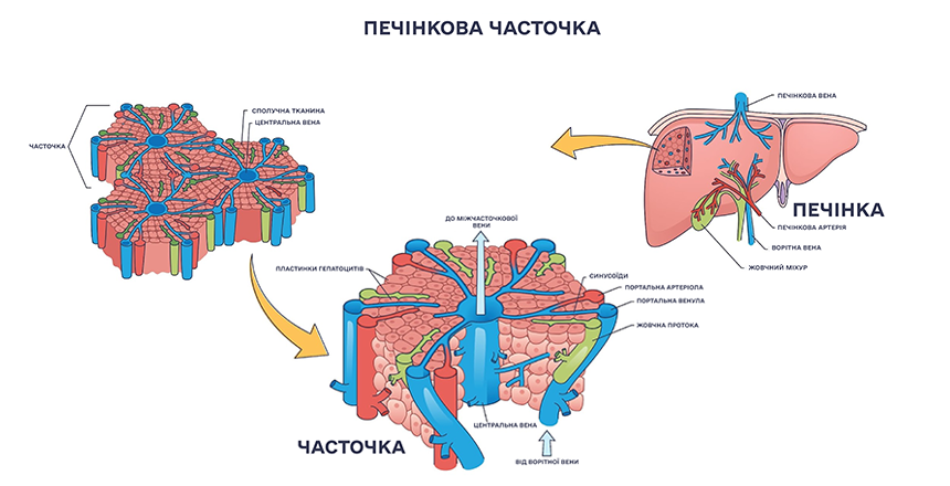 Будова печінки