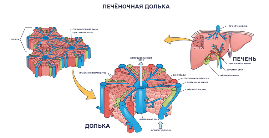 строение печенки