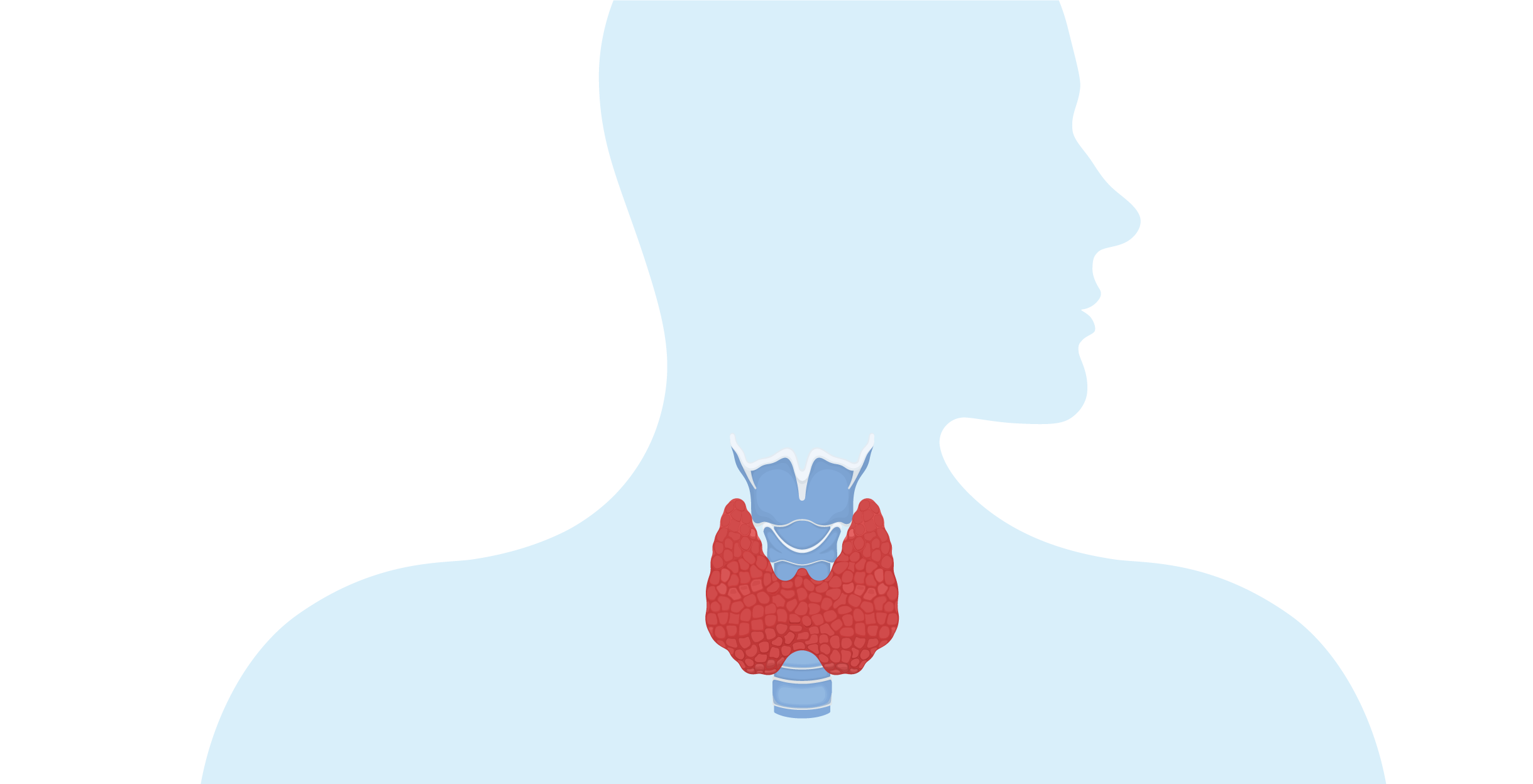 Где находится щитовидная железа?