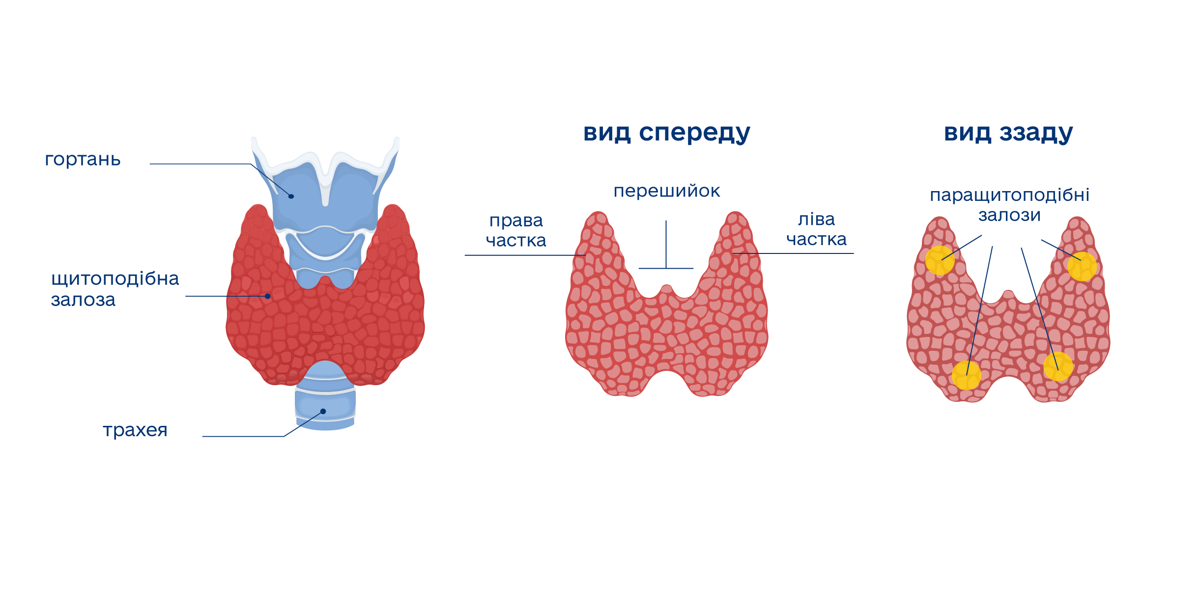 Як виглядає щитоподібна залоза?