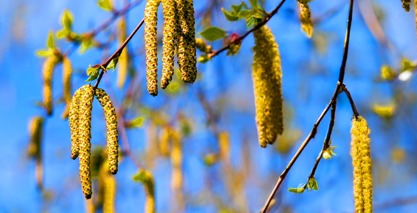 Фото - Персоніфікована діагностика алергії: доказовий підхід «згори вниз» для прийняття точних клінічних рішень