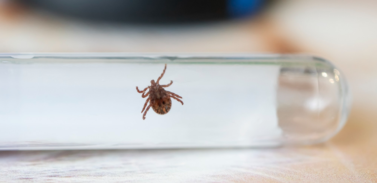 Фото - Комплексная диагностика болезни Лайма (Лайм-боррелиоза)