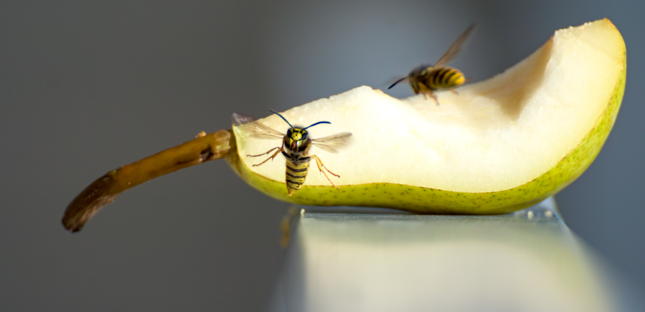 Фото - ALEX² от ДИЛА: Революция в диагностике аллергии на яд перепончатокрылых