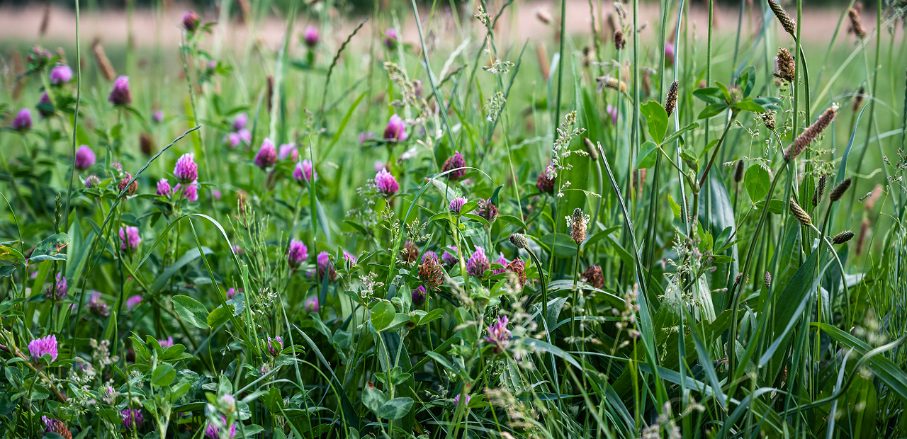 Фото - Компонентная диагностика аллергии: современный подход к пациентам с сезонными симптомами