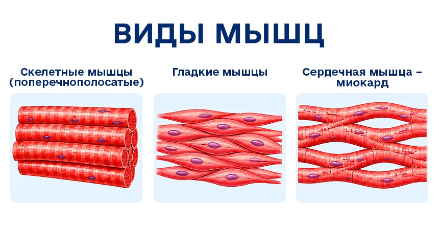 виды мышц