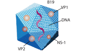 Урогинекология
